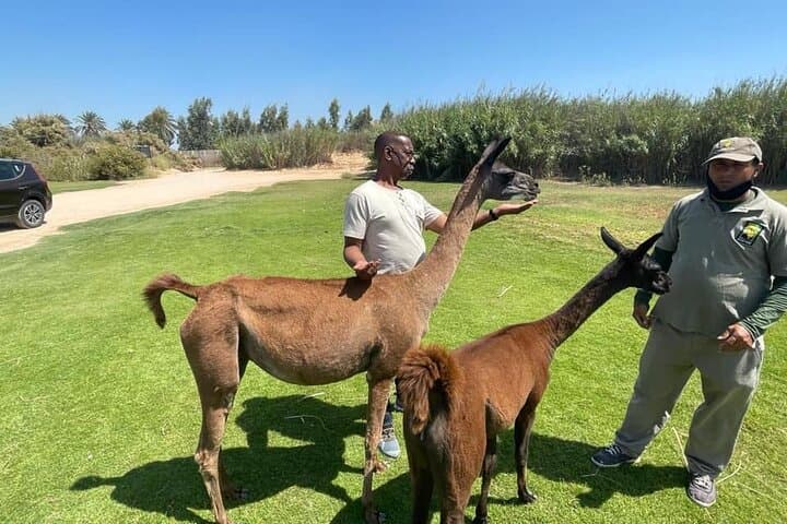 Private 3-Day Giza Pyramids, Cairo & African Park Safari photo 2