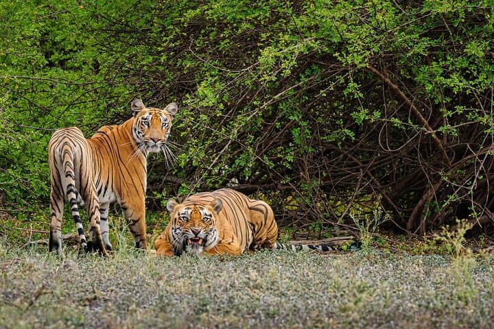 Hubli to Anshi National Park & Goa: Kali Tiger Reserve Safari and Coastal Escape photo 6