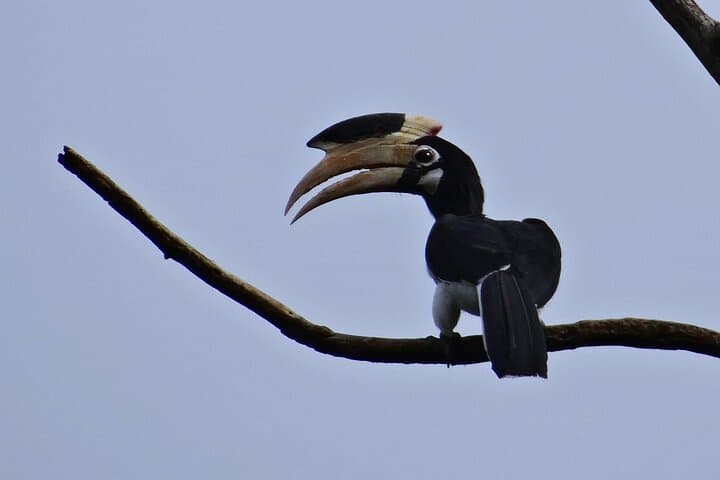 Hubli to Anshi National Park & Goa: Kali Tiger Reserve Safari and Coastal Escape photo 5