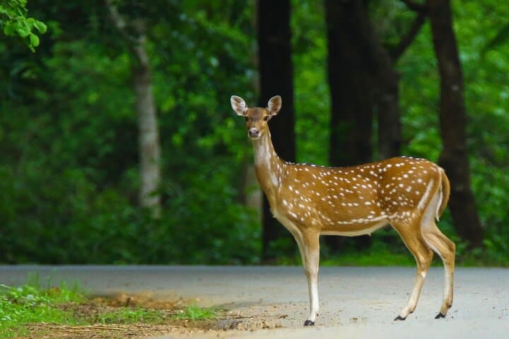 Hubli to Anshi National Park & Goa: Kali Tiger Reserve Safari and Coastal Escape