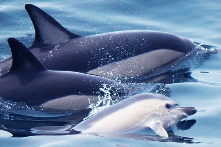 Dolphin Watching from Marina de Lagos: 90-Minute Atlantic Safaris photo 6