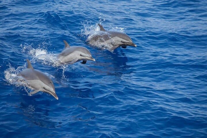 Overnight Camping and Snorkelling at the Daymaniyat Islands, Oman photo 5