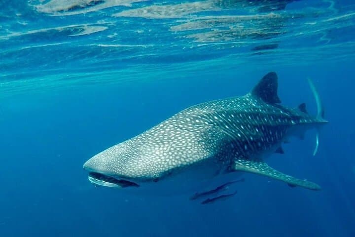 Daymaniyat Islands Dolphin & Whale Watching Cruise from Marina Bandar Al Rowdha photo 2