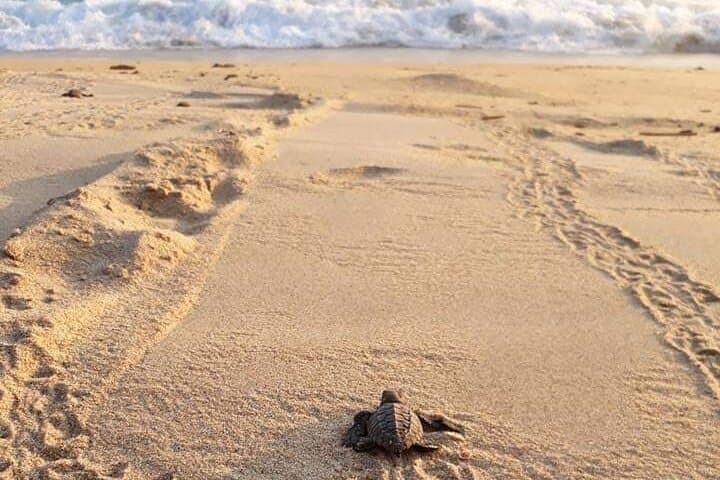 Escobilla Turtle Release: Private Guided Conservation Tour from Puerto Escondido
