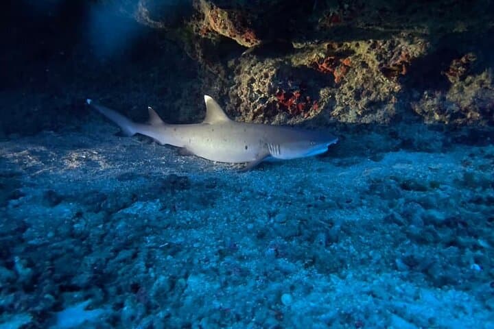Oahu Night Dive — Certified 2-Tank Twilight & Night Scuba Charter photo 5