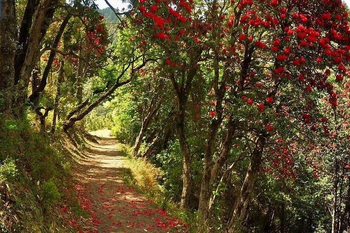Kaflani Day Hike: Easy Hilltop Walk with Himalayan Views Near Mussoorie photo 2