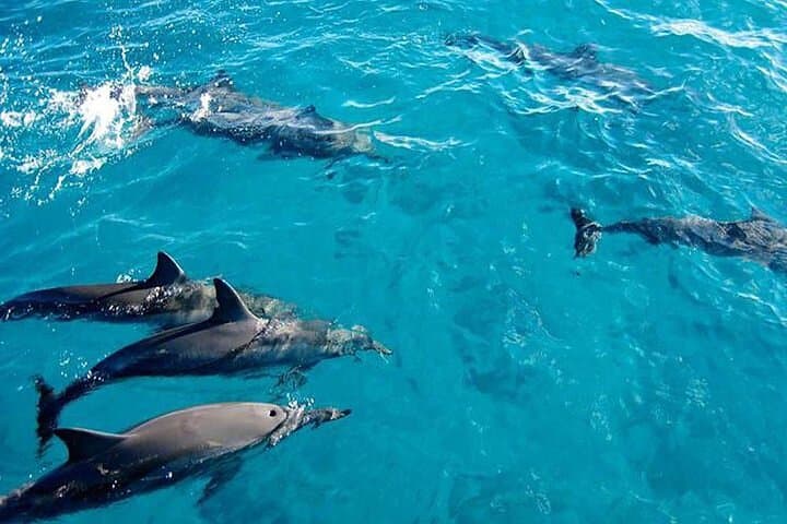 Private Dolphin Tour and Snorkeling at Mnemba Island Reef, Zanzibar photo 2