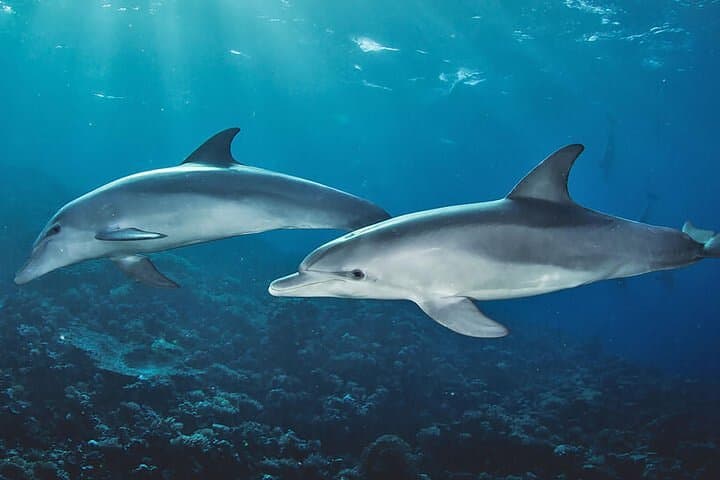 Private Dolphin Tour and Snorkeling at Mnemba Island Reef, Zanzibar photo 3
