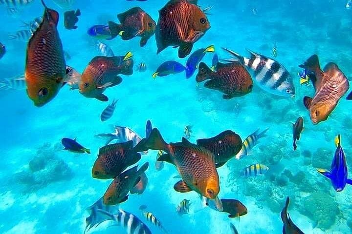 Full-Day Zanzibar: Spice Farms, Prison Island & Stone Town Walking Tour photo 1