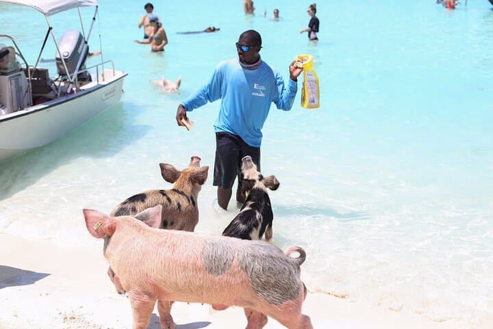 Eleuthera Swimming Pigs & Reef Snorkel: Full-Day Powerboat from Nassau photo 1