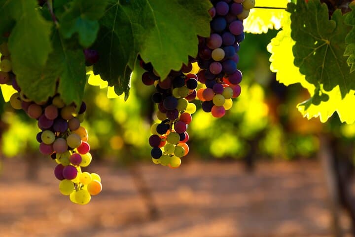 Real Rioja Explore: Private Full-Day Wine Tour to Laguardia & Marqués de Riscal photo 3