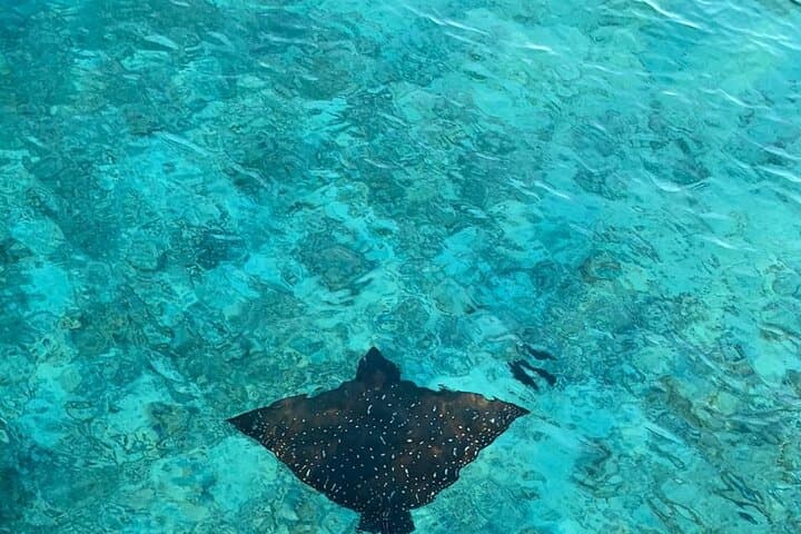 Private Dolphin Tour and Snorkeling at Mnemba Island Reef, Zanzibar photo 4