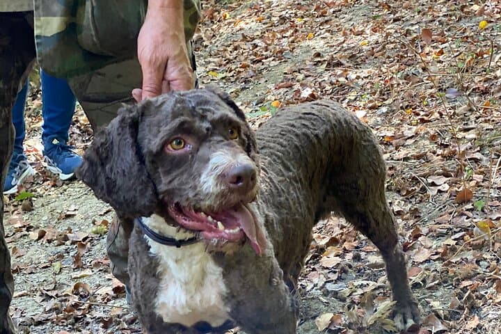 Truffle Hunting in Tuscany: Forage, Lunch & San Gimignano Day Trip from Florence photo 4