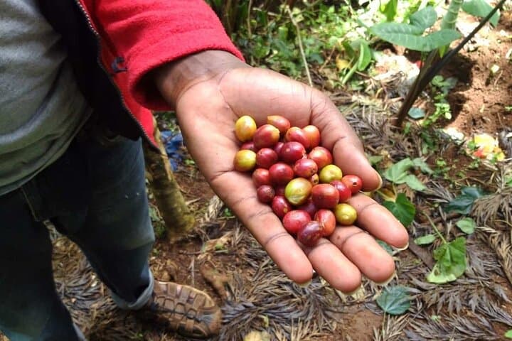 Materuni Waterfall & Chagga Coffee Day Walk — From Moshi to Kilimanjaro's Forest photo 5