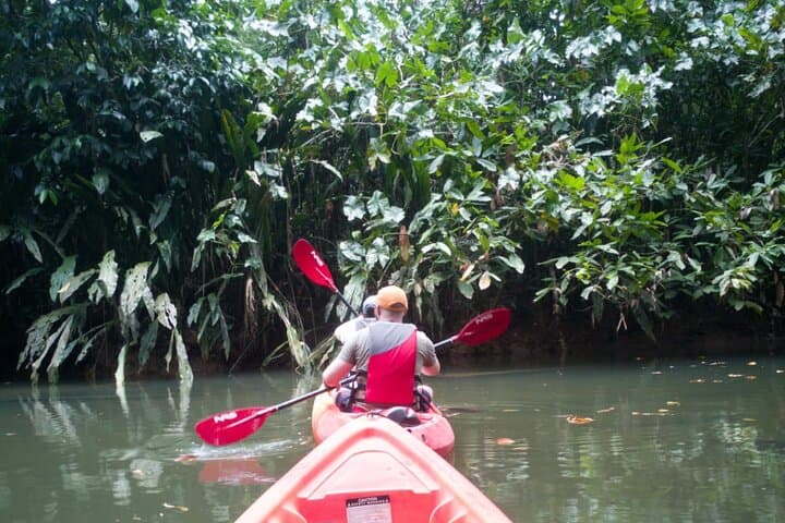 Gandoca Mangrove Kayak Tour — Paddle Costa Rica’s Caribbean Estuary photo 4
