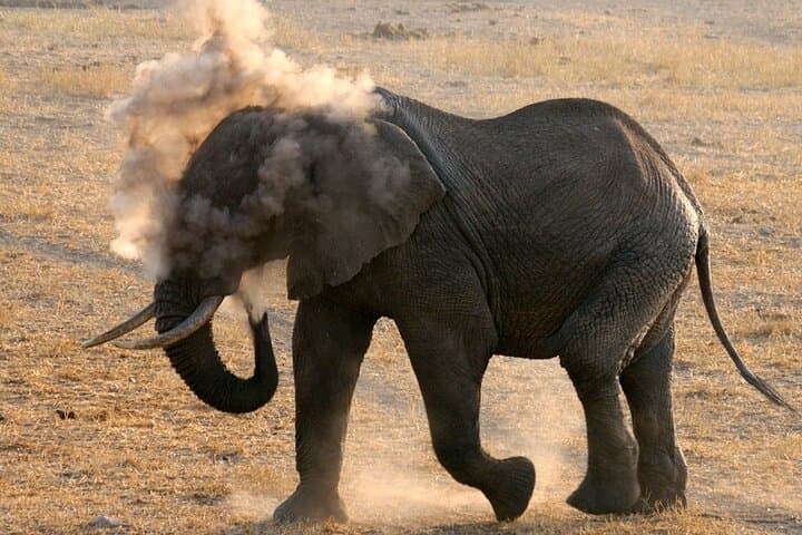 Amboseli National Park Private Day Safari — Kilimanjaro Views and Wild Elephants photo 1