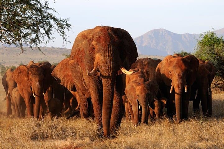 Amboseli National Park Private Day Safari — Kilimanjaro Views and Wild Elephants photo 3