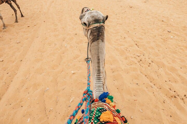 Sunrise Camel or Horse Ride Around the Giza Pyramids — Private 2-Hour Tour photo 5