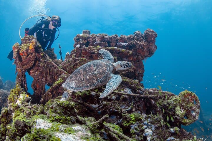 Aruba One-or-Two Tank Scuba Dive: Palm Beach Wrecks & Reefs photo 4