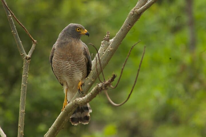 Birdwatching and Coffee Tour in Salento — Vereda Palestina Hike & Coffee Tasting photo 5
