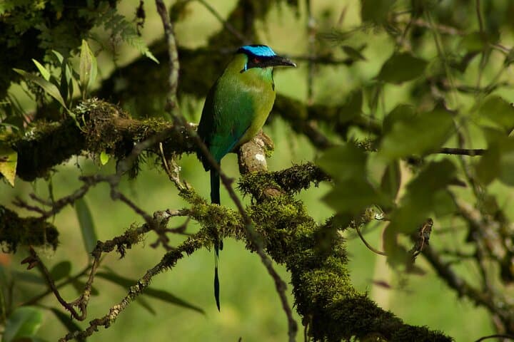 Birdwatching and Coffee Tour in Salento — Vereda Palestina Hike & Coffee Tasting photo 6