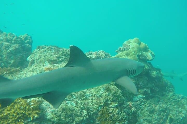Day Trip to Caño Island from Drake Bay — Snorkel Costa Rica’s Marine Reserve photo 5