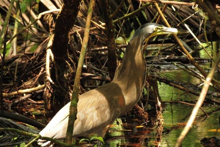 Terraba-Sierpe Mangrove Boat Tour from Sierpe: Wildlife, Archaeology & Tidal Channels photo 2