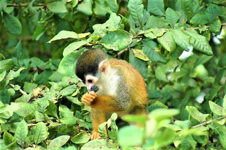 Terraba-Sierpe Mangrove Boat Tour from Sierpe: Wildlife, Archaeology & Tidal Channels photo 3