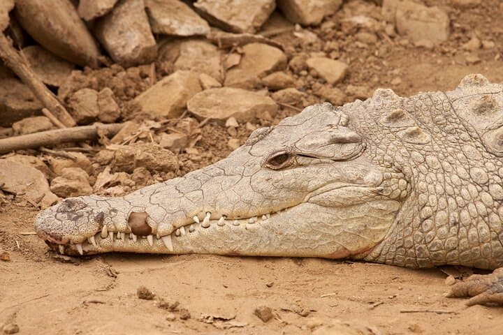 Terraba-Sierpe Mangrove Boat Tour from Sierpe: Wildlife, Archaeology & Tidal Channels photo 4