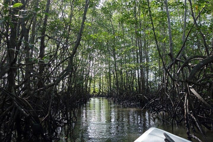 Terraba-Sierpe Mangrove Boat Tour from Sierpe: Wildlife, Archaeology & Tidal Channels photo 6
