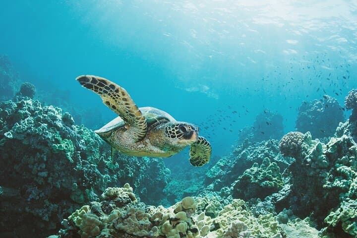 Turtle Canyon Snorkel Adventure: Waikiki Green Sea Turtle & Reef Cruise photo 1