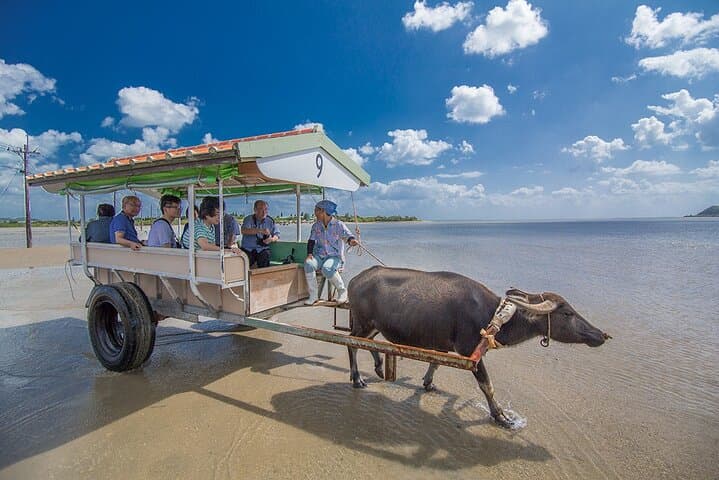Iriomote Canyoning & Yubu Island Day Trip — Ishigaki to Rivers, Mangroves and Shoreline photo 3