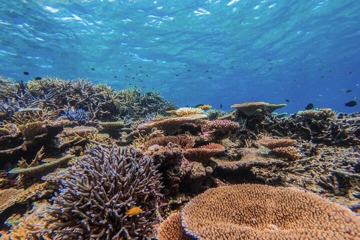 Iriomote Island Mangrove SUP, Canoe & Snorkel Day Tour from Ishigaki photo 3