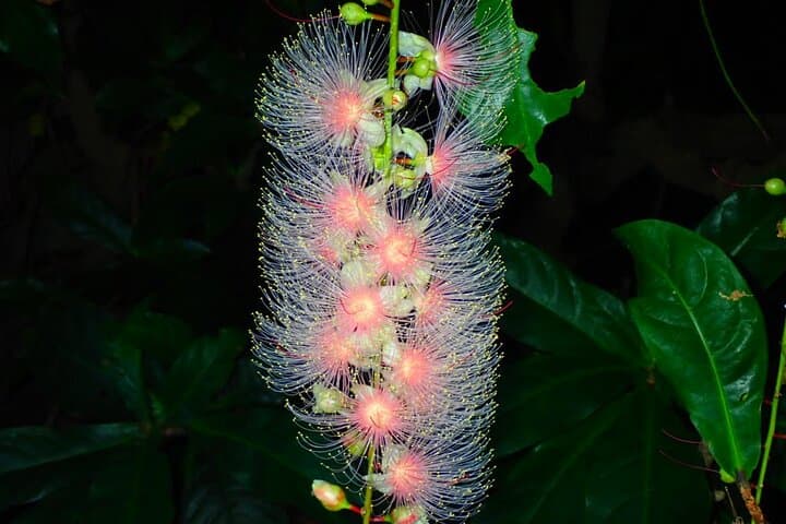 Night Sagari-bana Tour: Watch Iriomote’s One-Night Flower Bloom photo 3