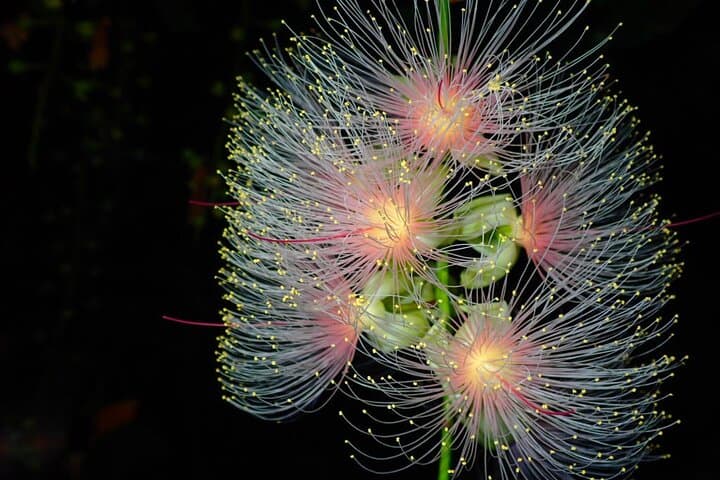 Night Sagari-bana Tour: Watch Iriomote’s One-Night Flower Bloom photo 2