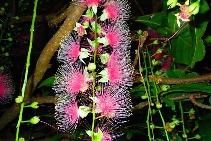 Night Sagari-bana Tour: Watch Iriomote’s One-Night Flower Bloom photo 6