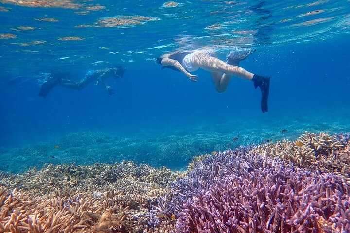 Ishigaki Mangrove SUP & Canoe Tour with Phantom Island Snorkeling photo 3