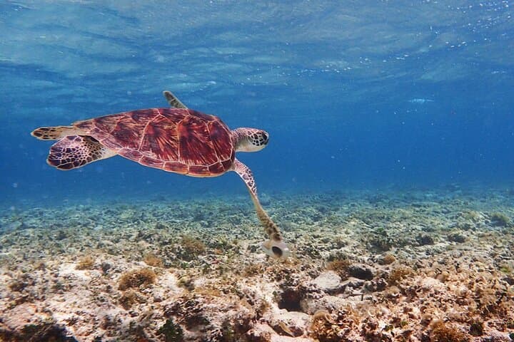Ishigaki Mangrove SUP & Blue Cave Snorkeling — Miyara River to Underwater Caverns photo 2