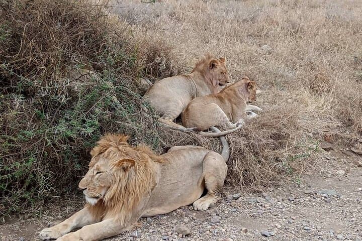 5-Day Camping Safari in the Serengeti & Ngorongoro: Camping Safari Great Adventure photo 2