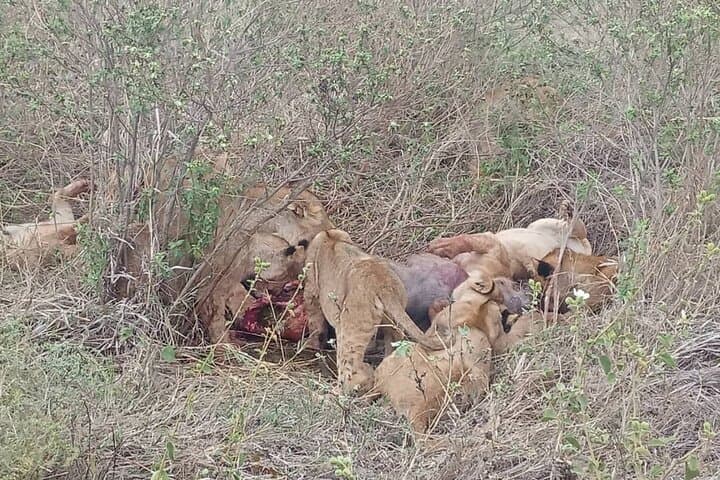 5-Day Camping Safari in the Serengeti & Ngorongoro: Camping Safari Great Adventure photo 3