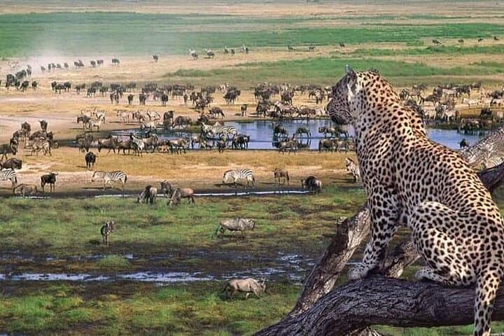 5-Day Camping Safari in the Serengeti & Ngorongoro: Camping Safari Great Adventure photo 4