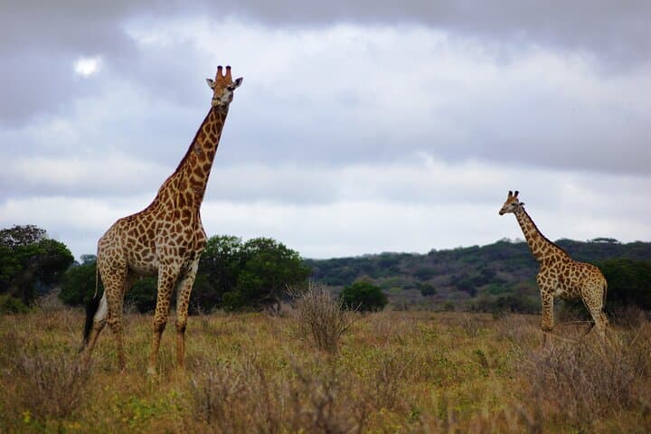 Maputo Special Reserve Day Safari: Bush-to-Beach Wildlife Drive from Maputo