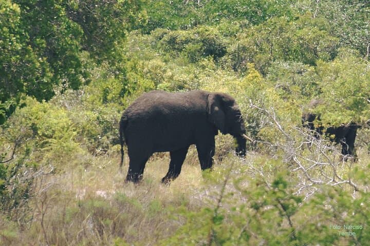 Maputo Special Reserve Day Safari: Bush-to-Beach Wildlife Drive from Maputo photo 2