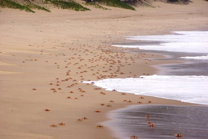 Maputo Special Reserve Day Safari: Bush-to-Beach Wildlife Drive from Maputo photo 3