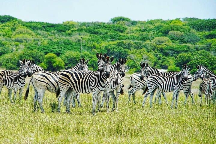 Maputo Special Reserve Day Safari: Bush-to-Beach Wildlife Drive from Maputo photo 5