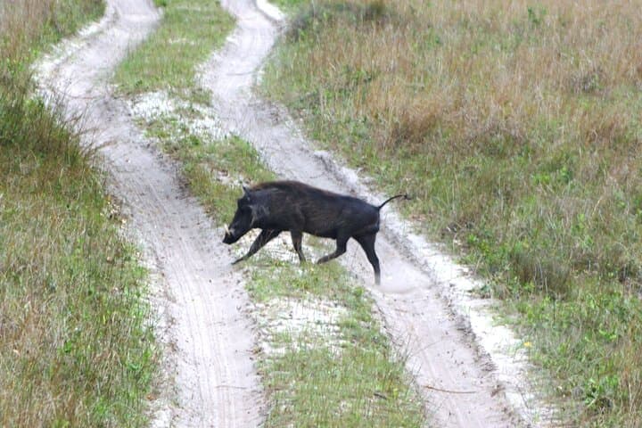 Maputo Special Reserve Day Safari: Bush-to-Beach Wildlife Drive from Maputo photo 6