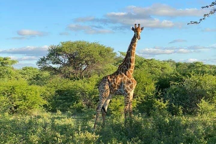 Pilanesberg Full-Day Big 5 Safari from Johannesburg photo 3
