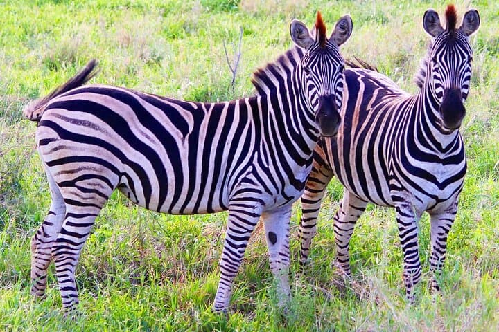 Pilanesberg Full-Day Big 5 Safari from Johannesburg photo 1