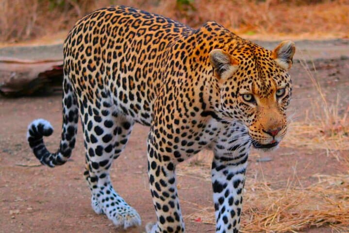 Pilanesberg Full-Day Big 5 Safari from Johannesburg photo 2