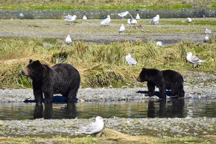 Pack Creek Brown Bear Viewing from Juneau — Admiralty Island Floatplane Safari photo 3